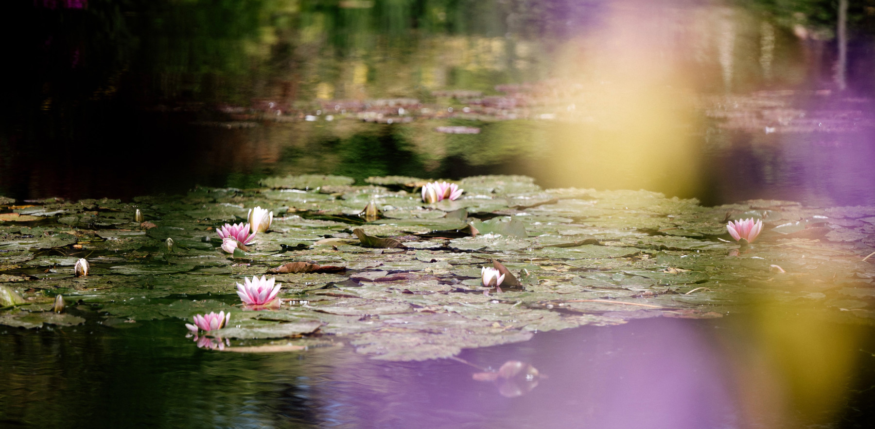 Frankreich, Giverny, Water Lilies (C) Normandie Tourisme, Marie Anais Thierry