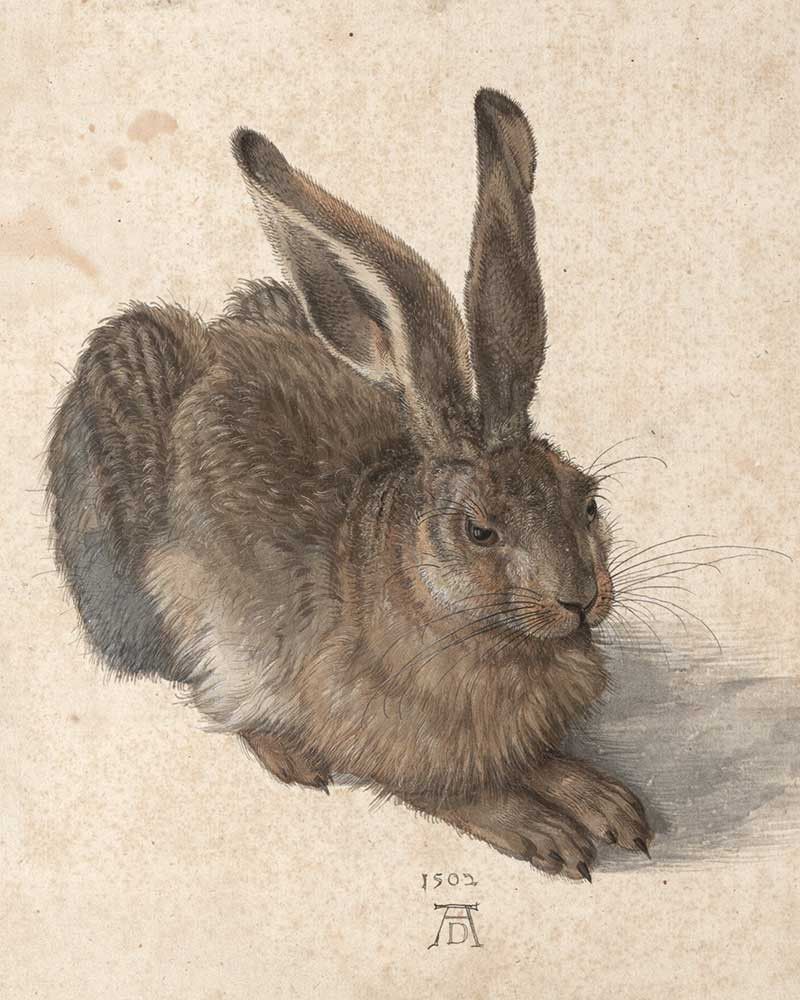 Albrecht Dürer, Feldhase, 1502 © Albertina, Wien